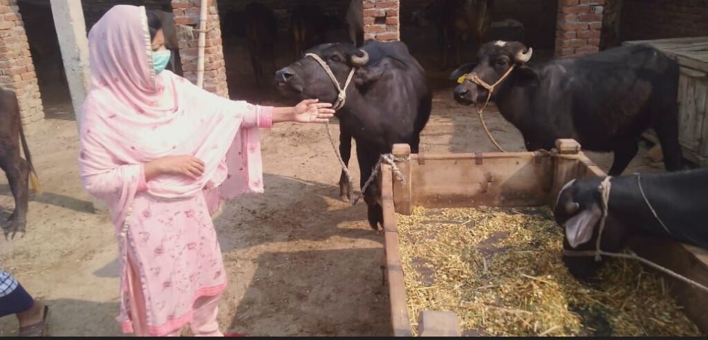 ضلع جھنگ میں کٹا پال اور بچھڑا پال فارمرز کی رجسٹریشن کےلئے 8070پر میسج شروع ہو گئے