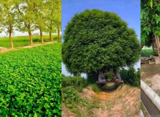 جانئے فائدہ مند اور نقصان دہ درختوں کا احوال