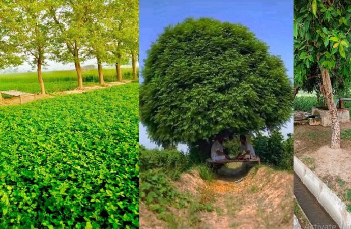 جانئے فائدہ مند اور نقصان دہ درختوں کا احوال