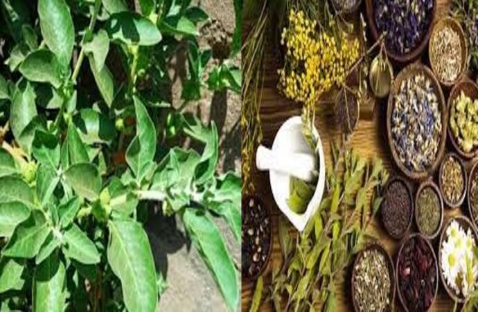 پاکستان میں حکمت میں جدید تحقیق کا فقدان کیوں؟