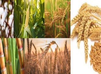 پنجاب میں گندم کی قیمت اور کسان،زرعی پالیسی کب بنے گی