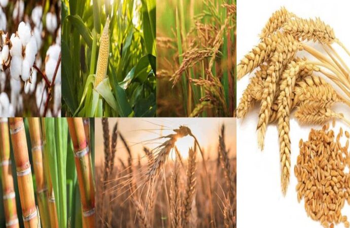 پنجاب میں گندم کی قیمت اور کسان،زرعی پالیسی کب بنے گی