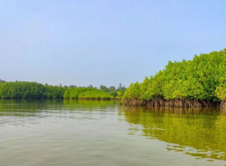 دنیا بھر میں آج ساحلی جنگلات کے تحفظ کا دن منایا گیا