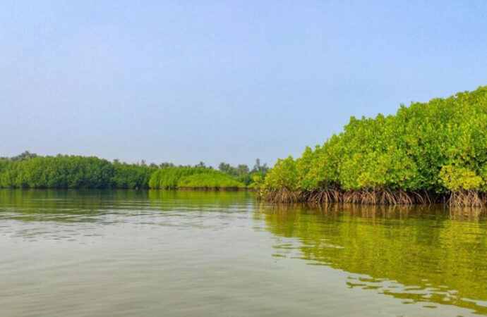 دنیا بھر میں آج ساحلی جنگلات کے تحفظ کا دن منایا گیا