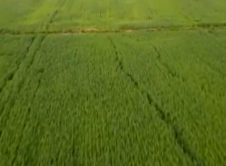 ایس آئی ایف سی کے تعاون سے زراعت،لائیوسٹاک میں انقلابی تبدیلیاں