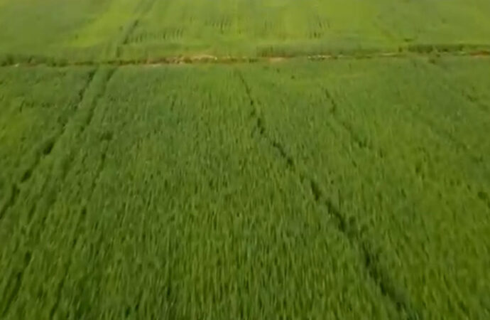 ایس آئی ایف سی کے تعاون سے زراعت،لائیوسٹاک میں انقلابی تبدیلیاں