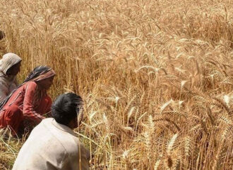 پنجاب حکومت نے گندم اور اجناس پر مقامی بینکوں سے لیا گیا قرضہ ادا کردیا