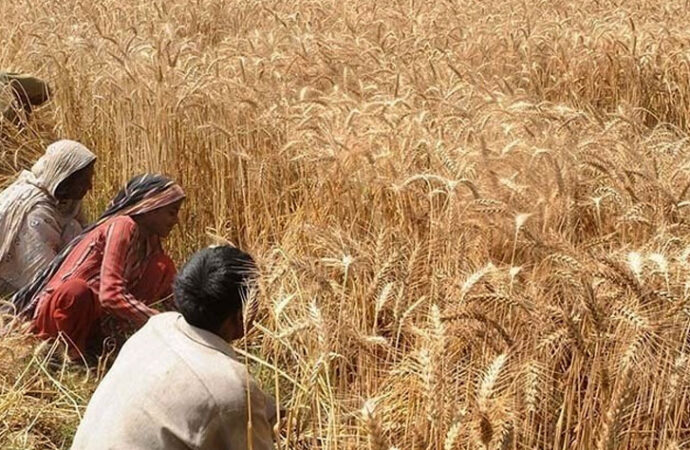 پنجاب حکومت نے گندم اور اجناس پر مقامی بینکوں سے لیا گیا قرضہ ادا کردیا
