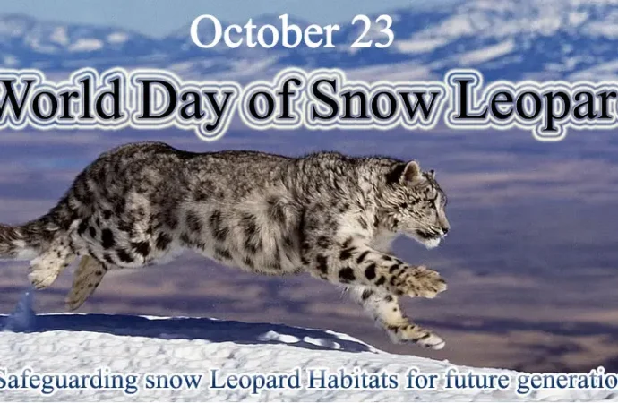 برفانی چیتے کا عالمی دن آج منایا جا رہا ہے