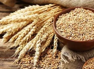 پنجاب حکومت کی نجی شعبے کوآئندہ سال گندم کی  3500روپے فی من کے حساب سے خریداری کی اجازت دے دی