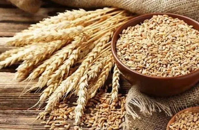 پنجاب حکومت کی نجی شعبے کوآئندہ سال گندم کی 3500روپے فی من کے حساب سے خریداری کی اجازت دے دی