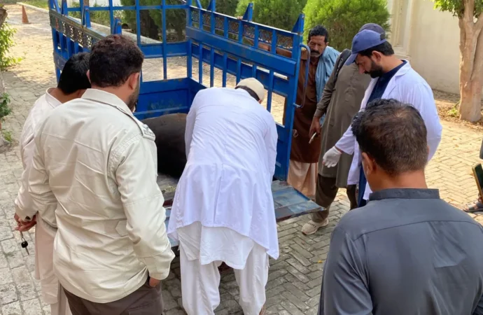 پنجاب فوڈ اتھارٹی کا ناقص گوشت فروخت کرنے والوں کے خلاف کریک ڈاؤن، 120 کلو مضرِ صحت گوشت تلف