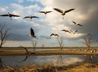 پاکستان میں پرندوں پر موسمیاتی تبدیلی کے اثرات