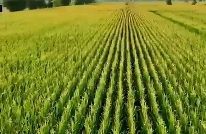 زرعی اور لائیو اسٹاک کا شعبہ جدید ٹیکنالوجی اور پائیدار خوشحالی کی جانب گامزن